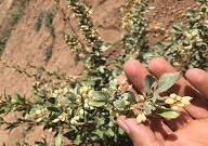 کلکسیون زرشک