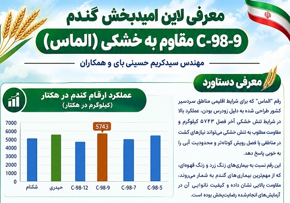 معرفی لاین امیدبخش گندم C-98-9 مقاوم به خشکی (الماس)