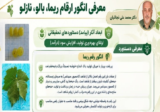 معرفی انگور ارقام ریما، بالو و نازلو