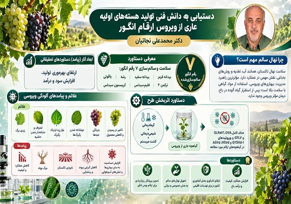 دستیابی به دانش فنی تولید هسته های با کیفیت عاری از ویروس 6 رقم انگور
