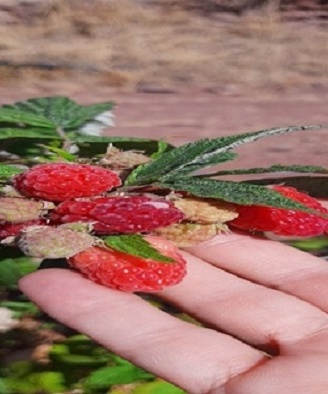کلکسیون ارقام تمشک