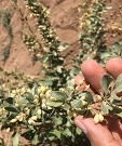 کلکسیون زرشک