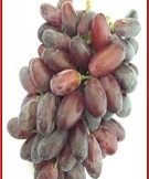 معرفی دو رقم انگور جدید