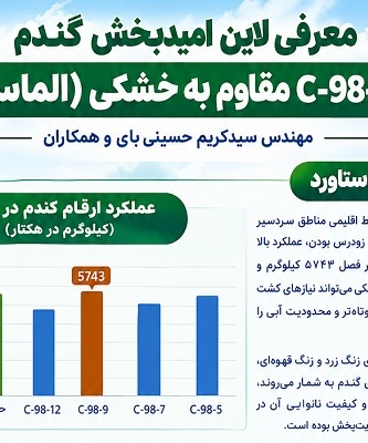 معرفی لاین امیدبخش گندم C-98-9 مقاوم به خشکی (الماس)