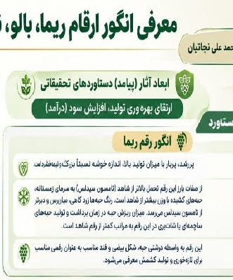 معرفی انگور ارقام ریما، بالو و نازلو