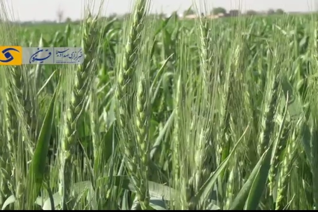 مزرعه الگویی کشت گندم