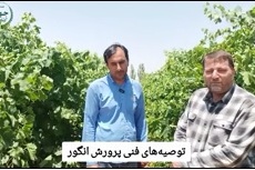 توصیه های فنی پرورش انگور