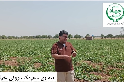 بیماری سفیدک درونی خیار