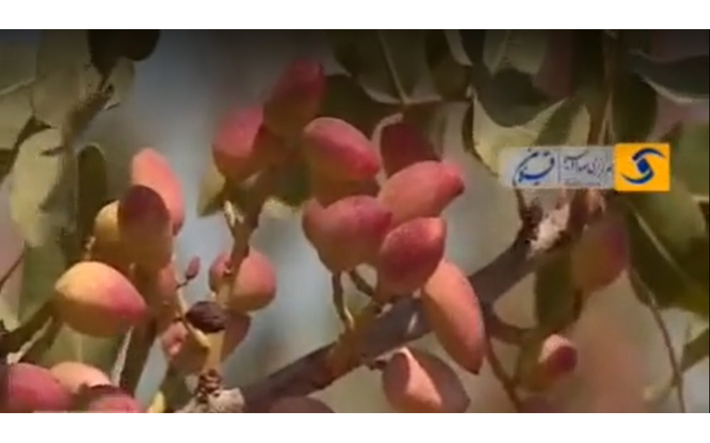 برداشت پسته در قزوین