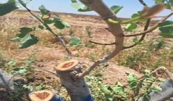 اصلاح درختان نامرغوب پسته در ایستگاه تحقیقات پسته یزبر