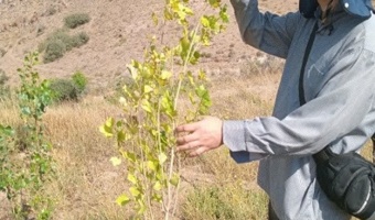 بازدید از عارضه زردی مزارع پرورش چوب درختان صنوبر روستای عمند