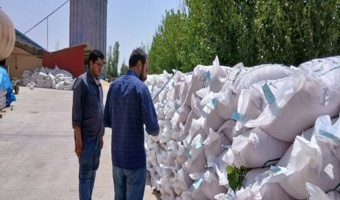 بازدید نظارتی از مزارع بذر ذرت  استان قزوین