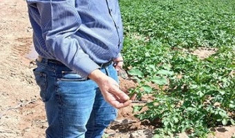 بازدید نظارتی از مزرعه تولید غده بذری سیب‌زمینی
