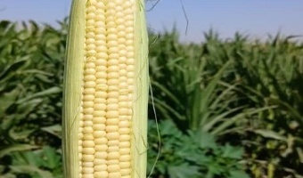 بازدید از مزارع تولید بذر ذرت شرکت توسعه کشت ذرت