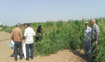 محققان بخش تحقیقات گیاهپزشکی در پایش آفت کرم برگخوار پاییزه ذرت مزارع ذرت شهرستان البرز