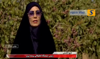 برداشت پسته در قزوین؛ از سحرخیزی باغداران تا نوید رونق اقتصادی