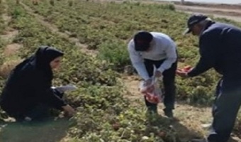 پایش نیترات مزارع گوجه فرنگی استان