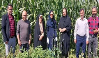 بازدید متخصص مؤسسه تحقیقات گیاهپزشکی از مزارع ذرت روستای نوده از توابع مرکز رامند شهرستان بوئین زهرا