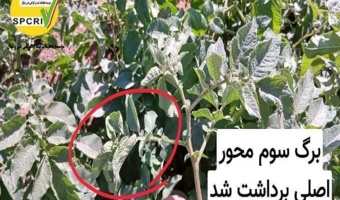 بازدید کارشناسان بذر و نهال قزوین از مزارع سیبزمینی آوج