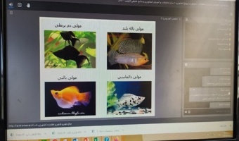 دوره آموزشی تکثیر و پرورش ماهیان زینتی