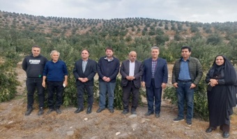 محقق مرکز تحقیقات کشاورزی در کیل گیری باغ زیتون - طارم سفلی