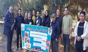 برگزاری کارگاه آموزشی و بررسی بیماری ها و آفات درختان زیتون منطقه طارم سفلی