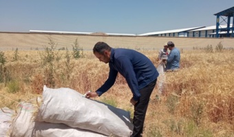 برداشت نخستین پایلوت‌های طرح پژوهشی غنی‌سازی نان گندم در استان قزوین