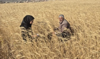برداشت از مزارع دو پروژه ملی طرح PNT در استان قزوین