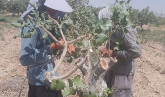 افزایش بهره وری باغات پسته با اجرای طرح سرشاخه کاری در قزوین