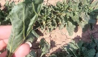 بررسی وضعیت آفت خرطوم بلند چغندر قند در راستای اجرای طرح تحقیقاتی ارزیابی کارایی سموم