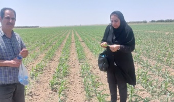 بررسی و پایش آفات و بیماری های ذرت در مزارع کشاورزان پیشرو قزوین