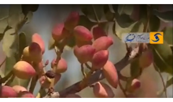 برداشت پسته در قزوین