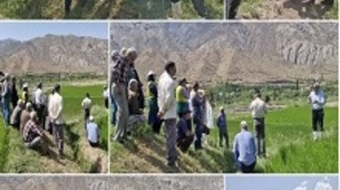 برگزاری روز انتقال یافته‌های نوین زراعت برنج در الموت شرقی