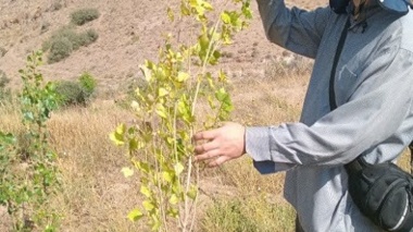 بازدید از عارضه زردی مزارع پرورش چوب درختان صنوبر روستای عمند
