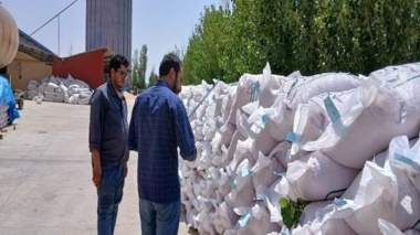 بازدید نظارتی از مزارع بذر ذرت  استان قزوین