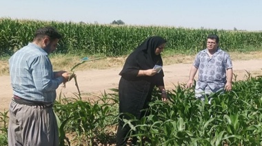 محققین بخش تحقیقات گیاهپزشکی قزوین در پایش کرم برگخوار پائیزه ذرت