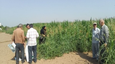 محققان بخش تحقیقات گیاهپزشکی در پایش آفت کرم برگخوار پاییزه ذرت مزارع ذرت شهرستان البرز