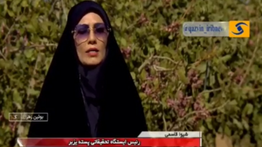 برداشت پسته در قزوین؛ از سحرخیزی باغداران تا نوید رونق اقتصادی
