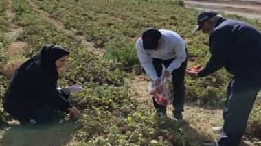 طرح  پایش نیترات گوجه فرنگی ها در شهرستان  آبیک آغاز شد