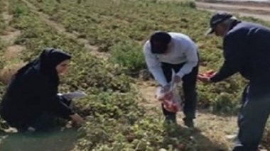 پایش نیترات مزارع گوجه فرنگی استان