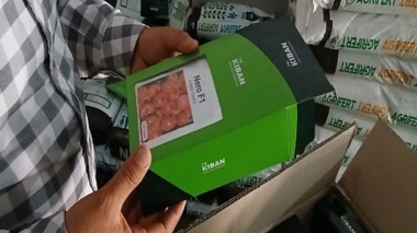 نمونه‌برداری از بذر سنواتی وارداتی (گوجه فرنگی رقم Nero F۱)
