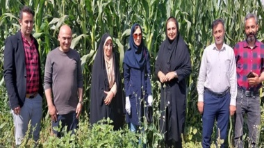 بازدید متخصص مؤسسه تحقیقات گیاهپزشکی از مزارع ذرت روستای نوده از توابع مرکز رامند شهرستان بوئین زهرا