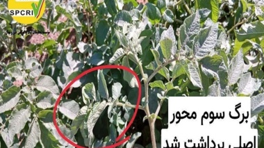 بازدید کارشناسان بذر و نهال قزوین از مزارع سیب‌زمینی آوج