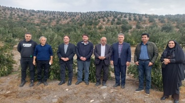 محقق مرکز تحقیقات کشاورزی در کیل گیری باغ زیتون - طارم سفلی