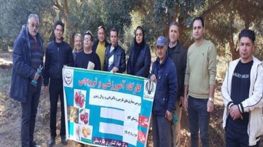 برگزاری کارگاه آموزشی و بررسی بیماری ها و آفات درختان زیتون منطقه طارم سفلی