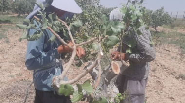 افزایش بهره وری باغات پسته با اجرای طرح سرشاخه کاری در قزوین
