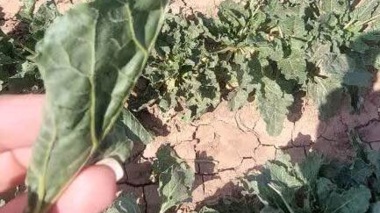 بررسی وضعیت آفت خرطوم بلند چغندر قند در راستای اجرای طرح تحقیقاتی ارزیابی کارایی سموم