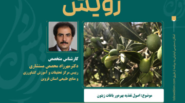 پخش برنامه تلویزیونی آموزشی و ترویجی رویش؛ اصول تغذیه بهره ور ی باغات زیتون