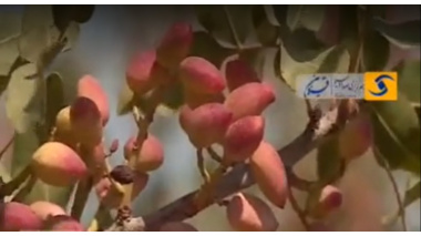 برداشت پسته در قزوین