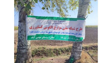 هم افزائی با سازمان جهاد در سایت الگوئی؛   از کشت تا برداشت؛ پایش تغذیه کلزا در سایت الگویی مهدی‌آباد با نظارت بخش تحقیقات خاک و آب